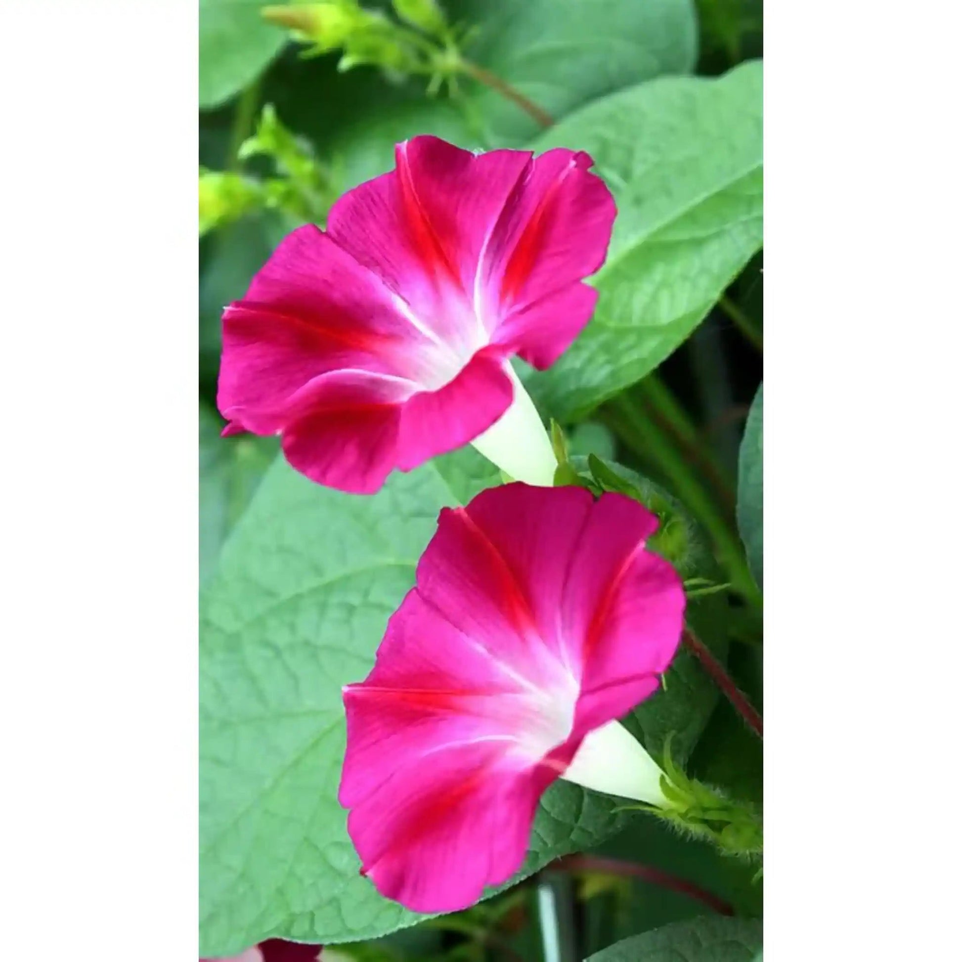 Morning Glory Seeds Mixed Colors - Climbing Flowers | Blueberry Botanicals
