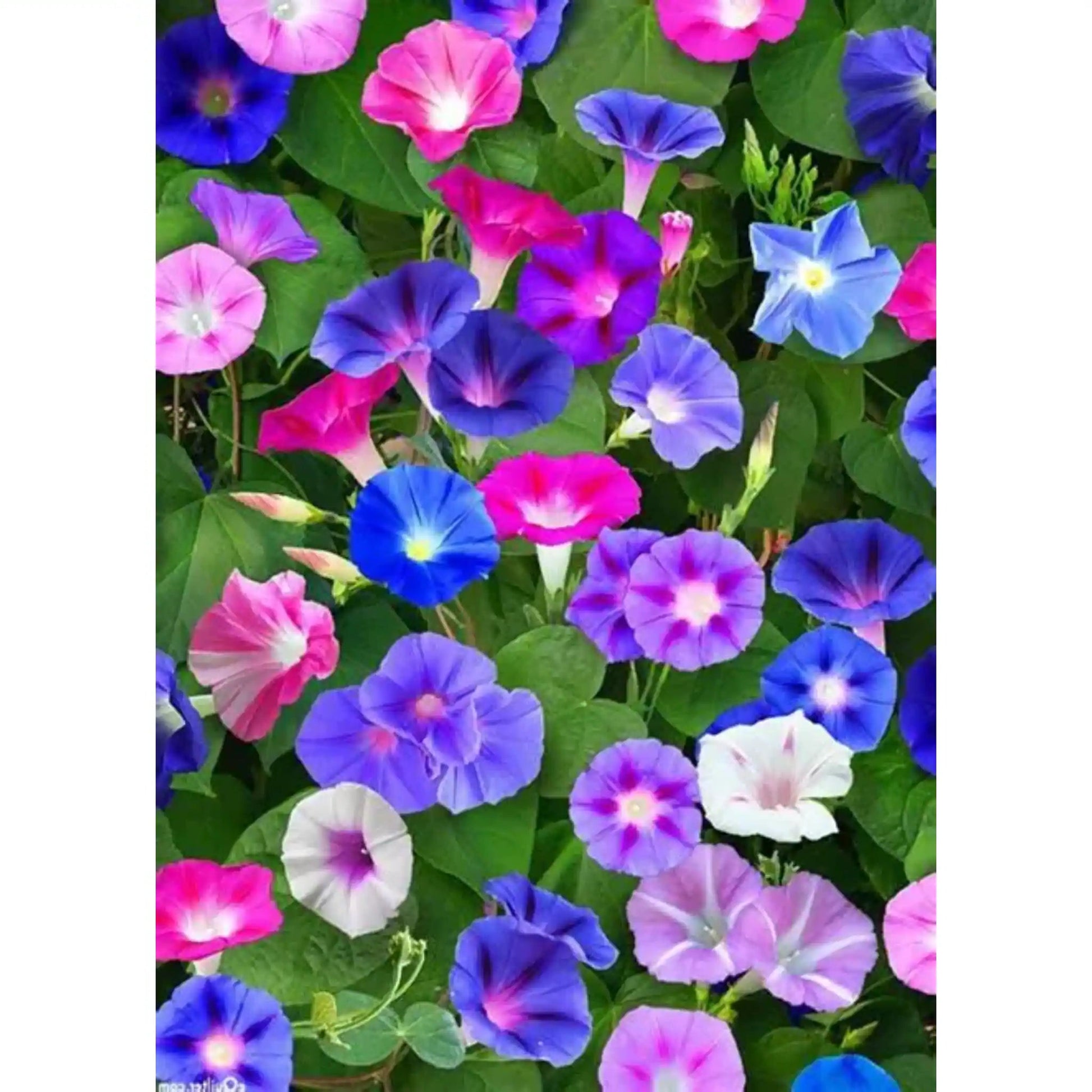 Morning Glory Seeds Mixed Colors - Climbing Flowers | Blueberry Botanicals