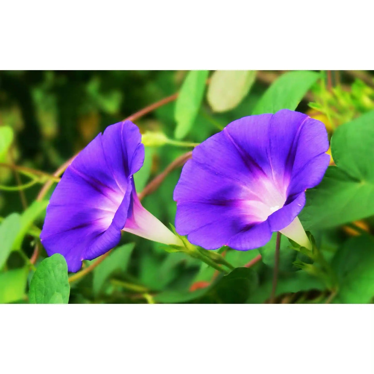 Morning Glory Seeds Mixed Colors - Climbing Flowers | Blueberry Botanicals
