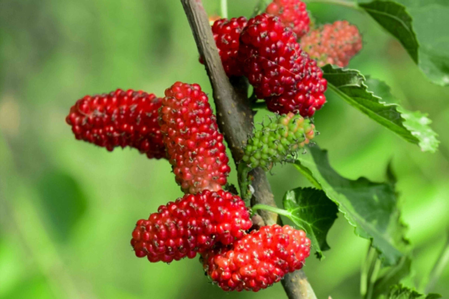 Mulberry Plants 30cm | Morus Alba | Blueberry Botanicals
