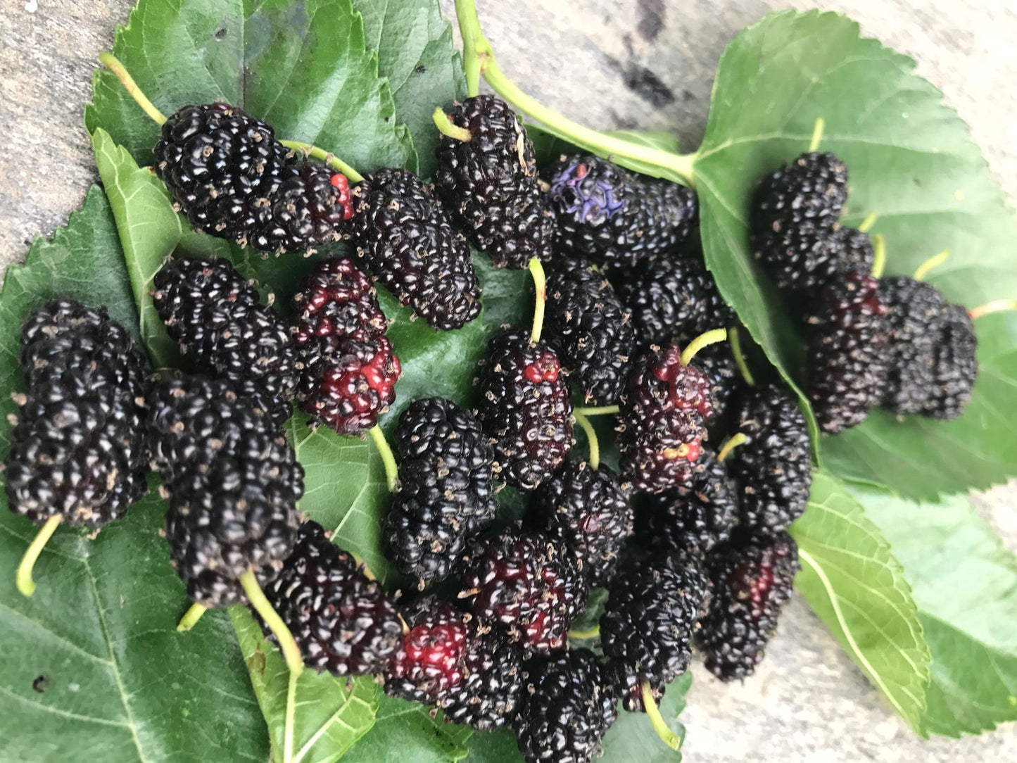 Mulberry Plants 30cm | Morus Alba | Blueberry Botanicals