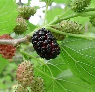 Mulberry Plants 30cm | Morus Alba | Blueberry Botanicals