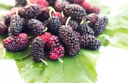Mulberry Plants 30cm | Morus Alba | Blueberry Botanicals