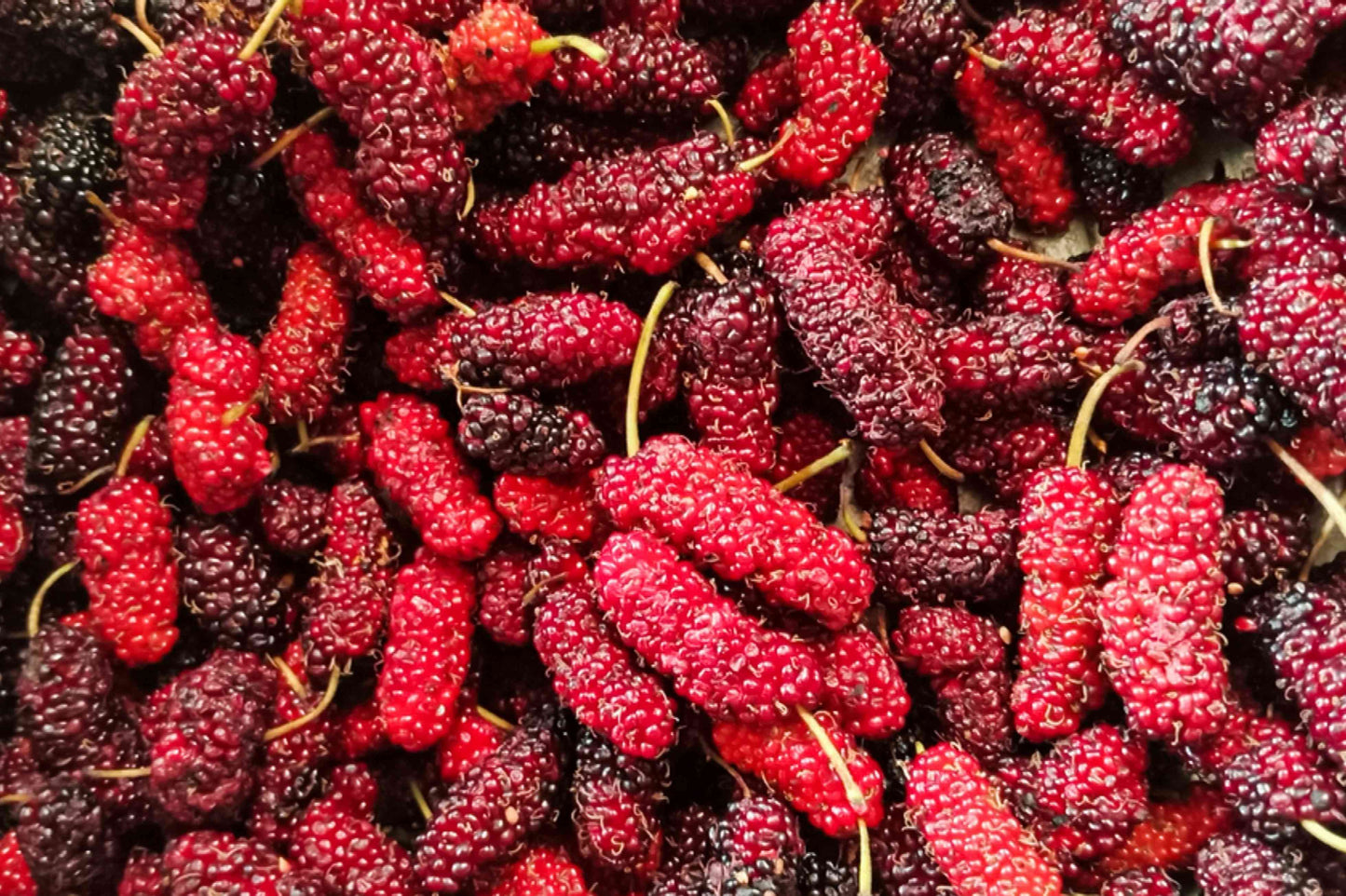 Mulberry Plants 30cm | Morus Alba | Blueberry Botanicals