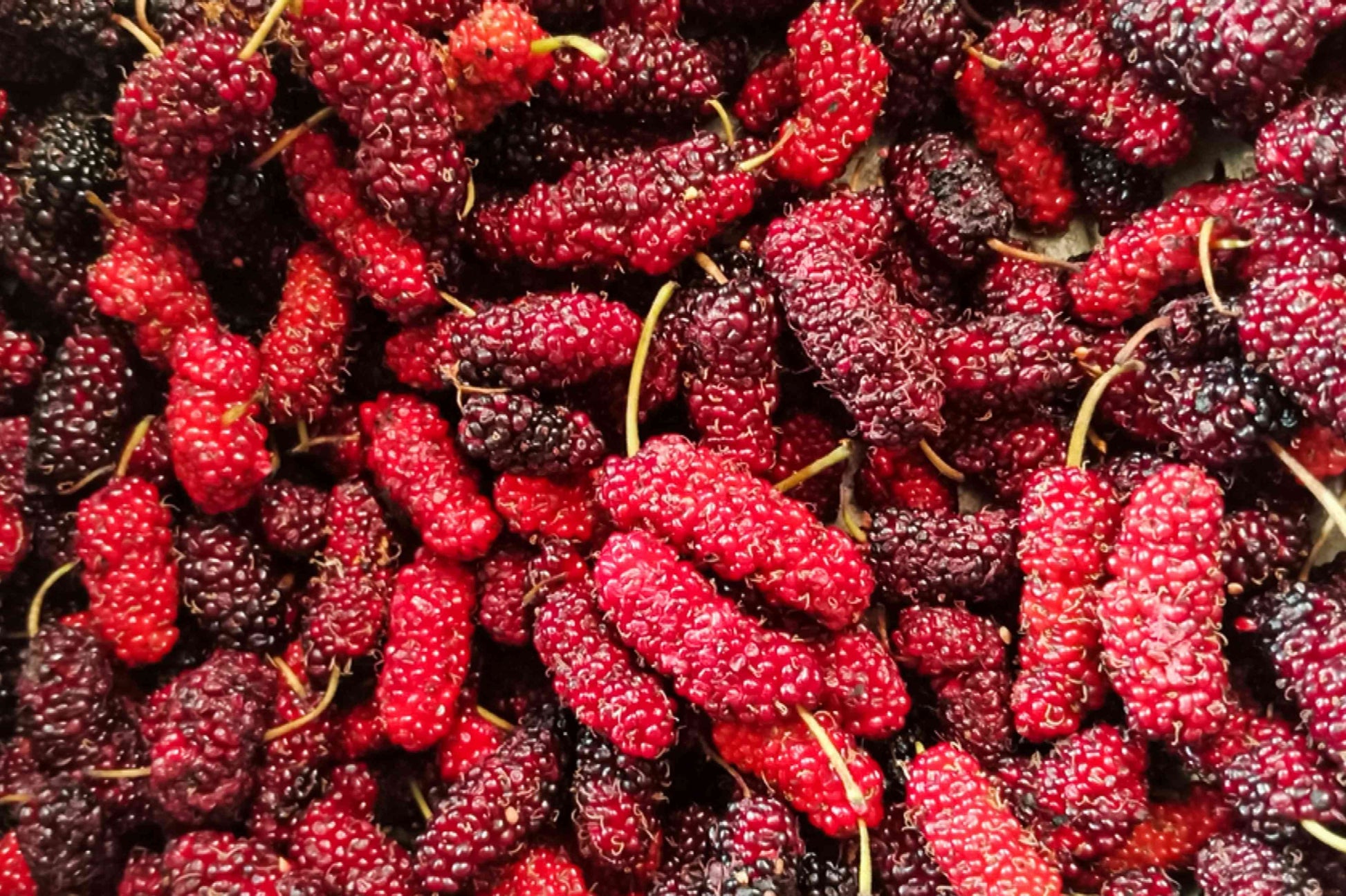 Mulberry Plants 30cm | Morus Alba | Blueberry Botanicals