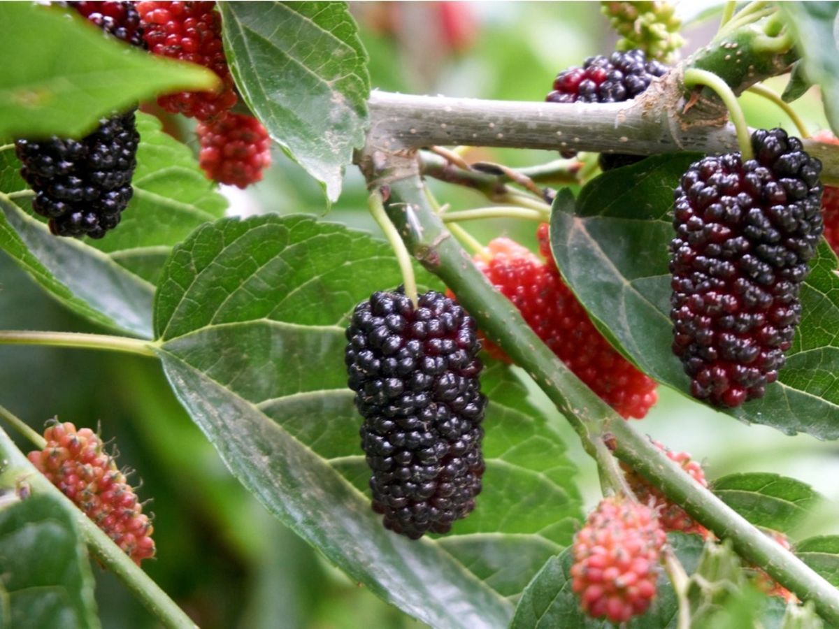 Mulberry Plants 30cm | Morus Alba | Blueberry Botanicals