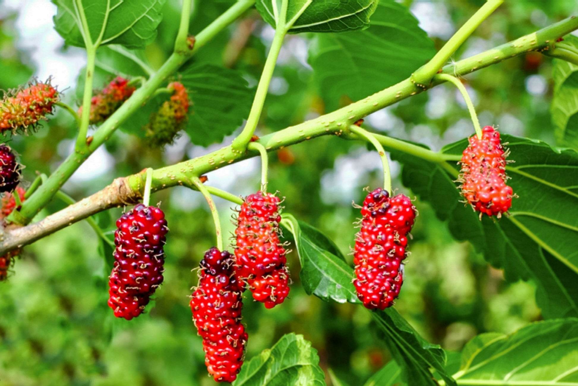 Mulberry Plants 30cm | Morus Alba | Blueberry Botanicals