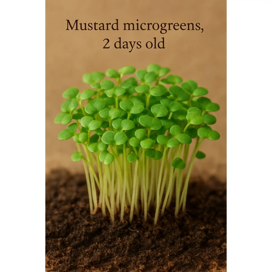 Mustard Microgreens Seeds 100g – Fast-Growing Spicy Greens – Premium Quality