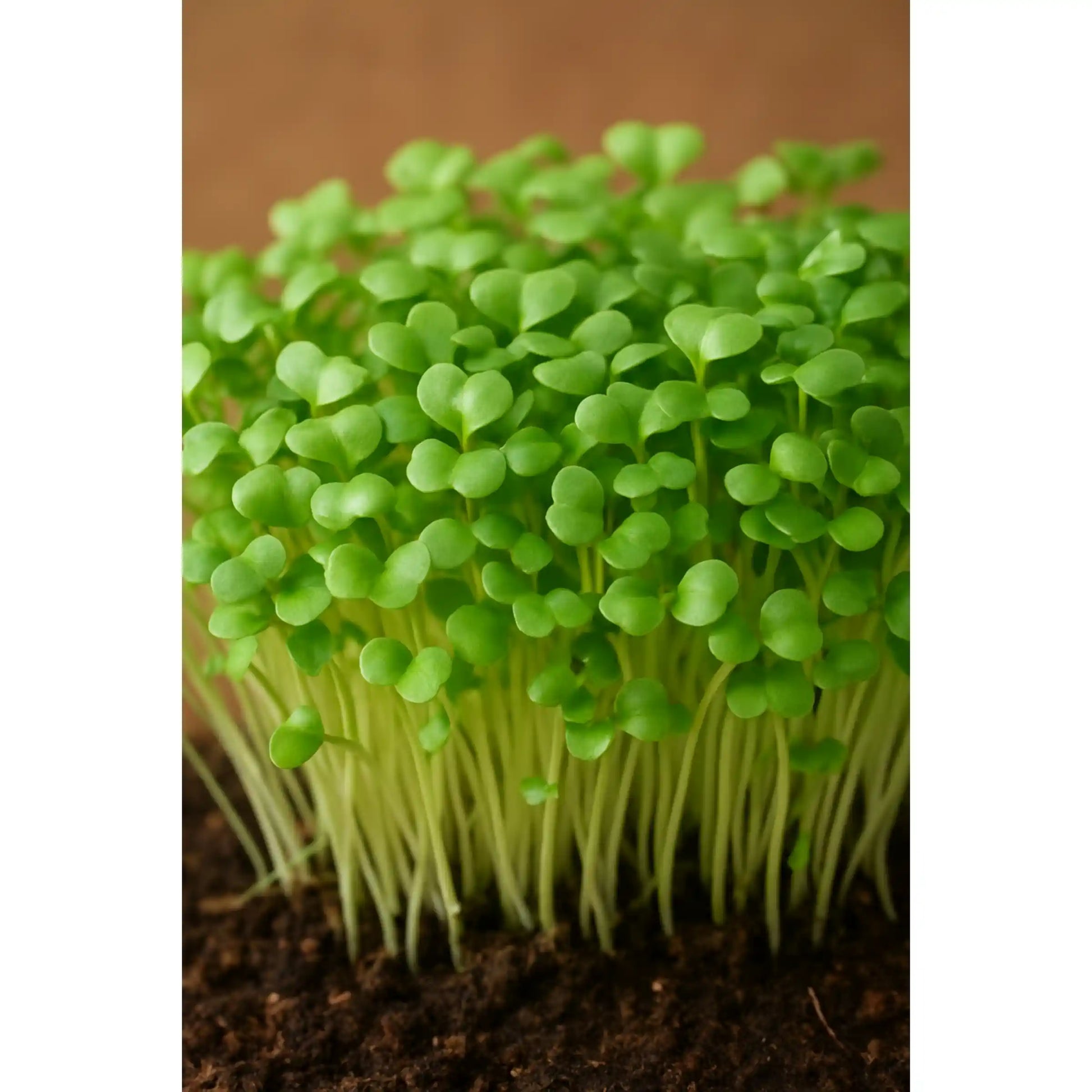 mustard-microgreens-seeds-100g-fast-growing-spicy-greens-premium-quality