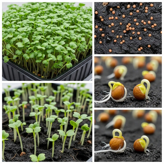 Mustard Microgreens Seeds 100g – Fast-Growing Spicy Greens – Premium Quality