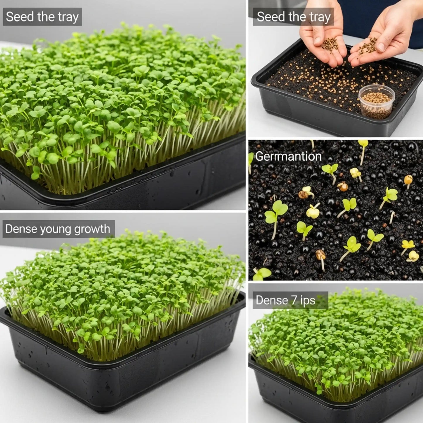 Mustard Microgreens Seeds 100g – Fast-Growing Spicy Greens – Premium Quality