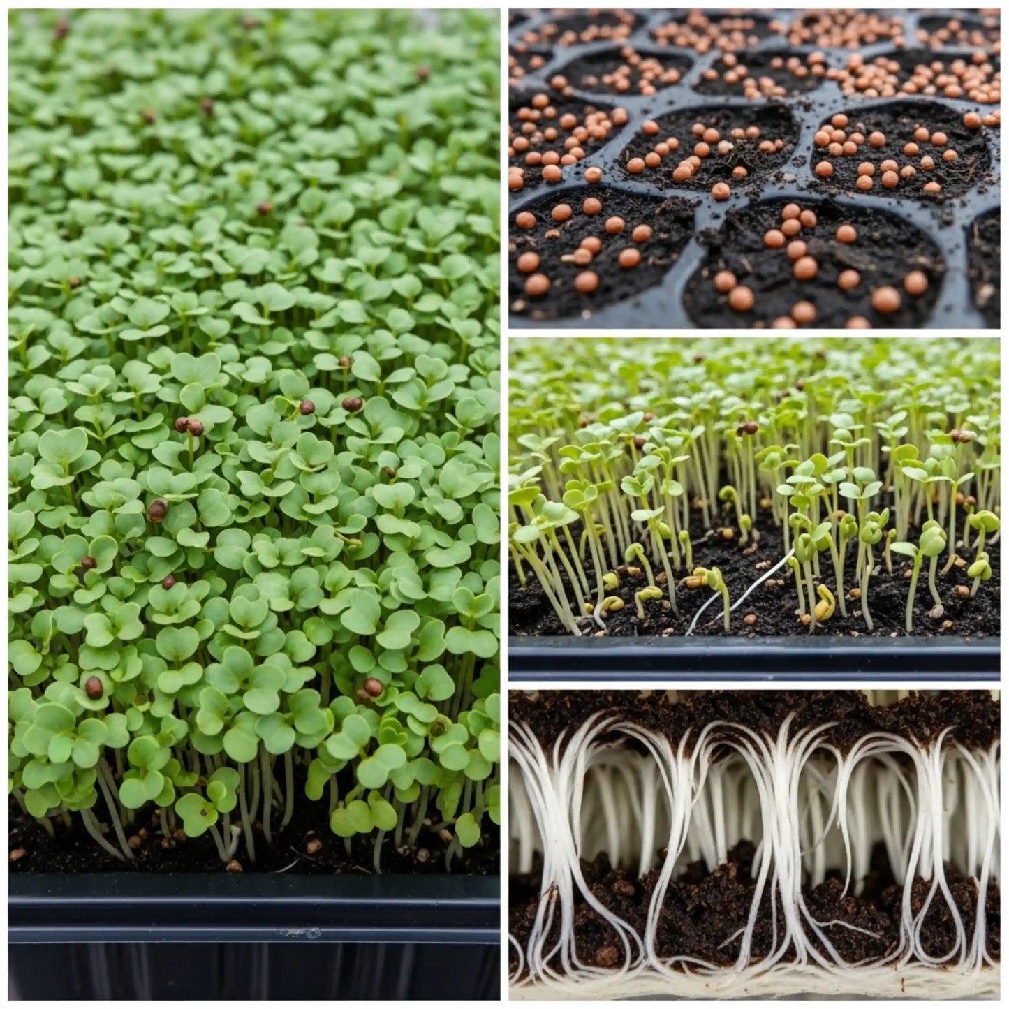 Mustard Microgreens Seeds 100g – Fast-Growing Spicy Greens – Premium Quality