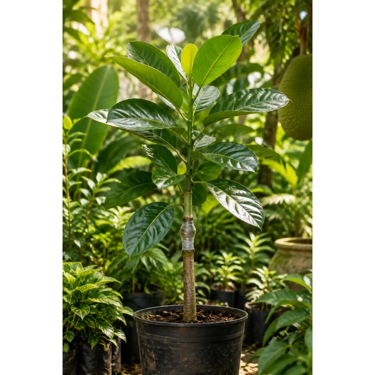Nangadak Super O Jackfruit Grafted Plant