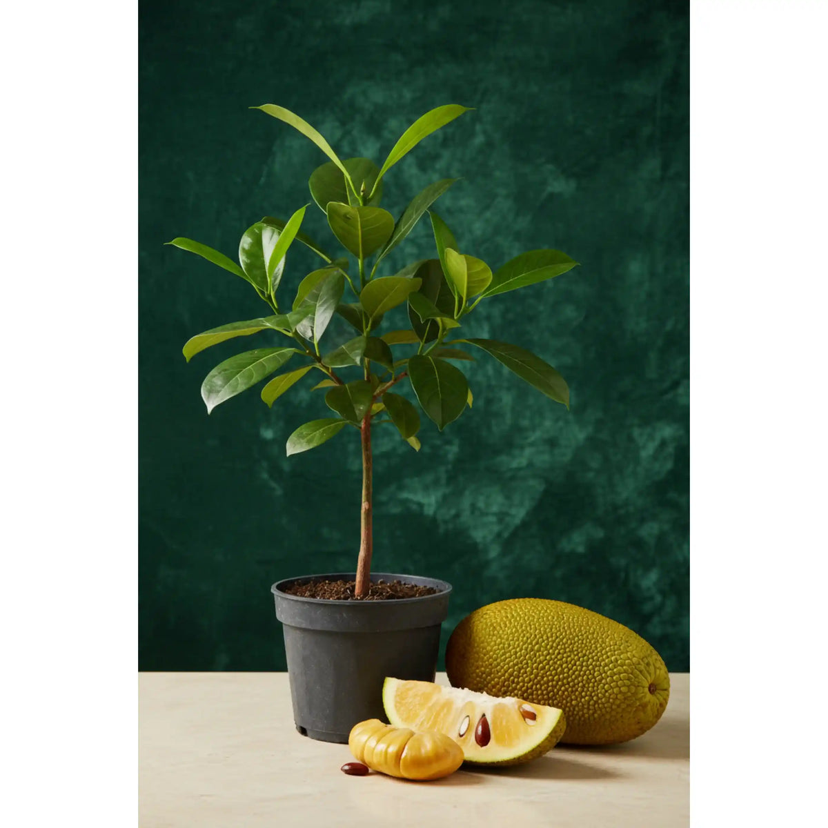 Nangadak Super O Jackfruit Grafted Plant