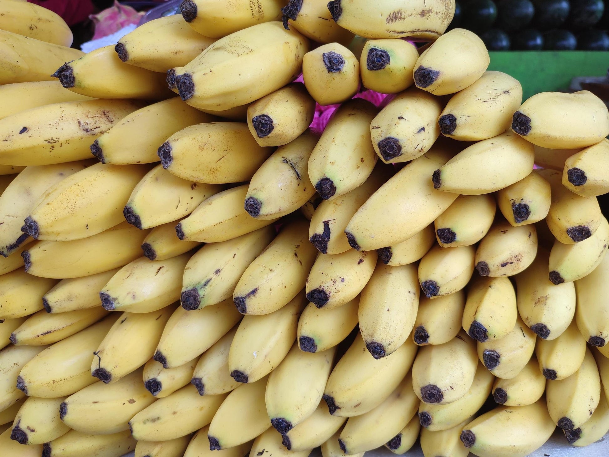 Nendran Banana 30cm | Kerala Variety | Blueberry Botanicals