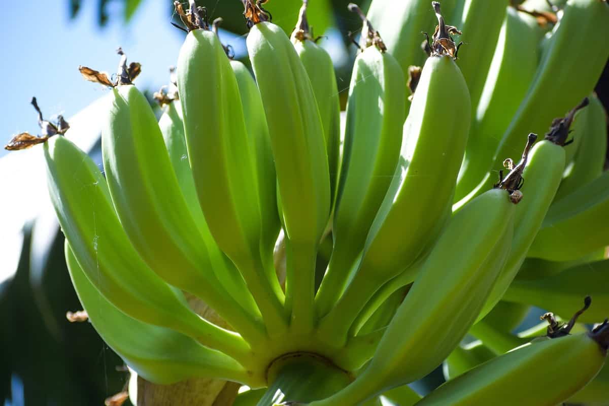 Nendran Banana 30cm | Kerala Variety | Blueberry Botanicals
