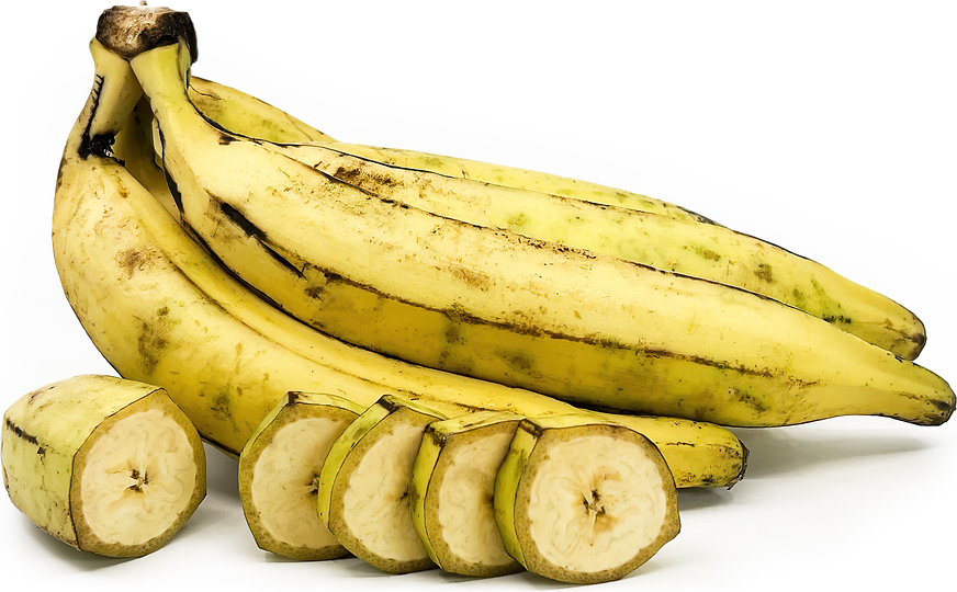 Nendran Banana 30cm | Kerala Variety | Blueberry Botanicals