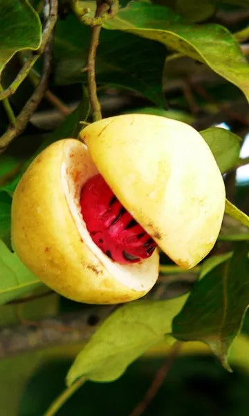 Nutmeg Oil 1L - Premium Myristica Fragrans Pure Essential Oil