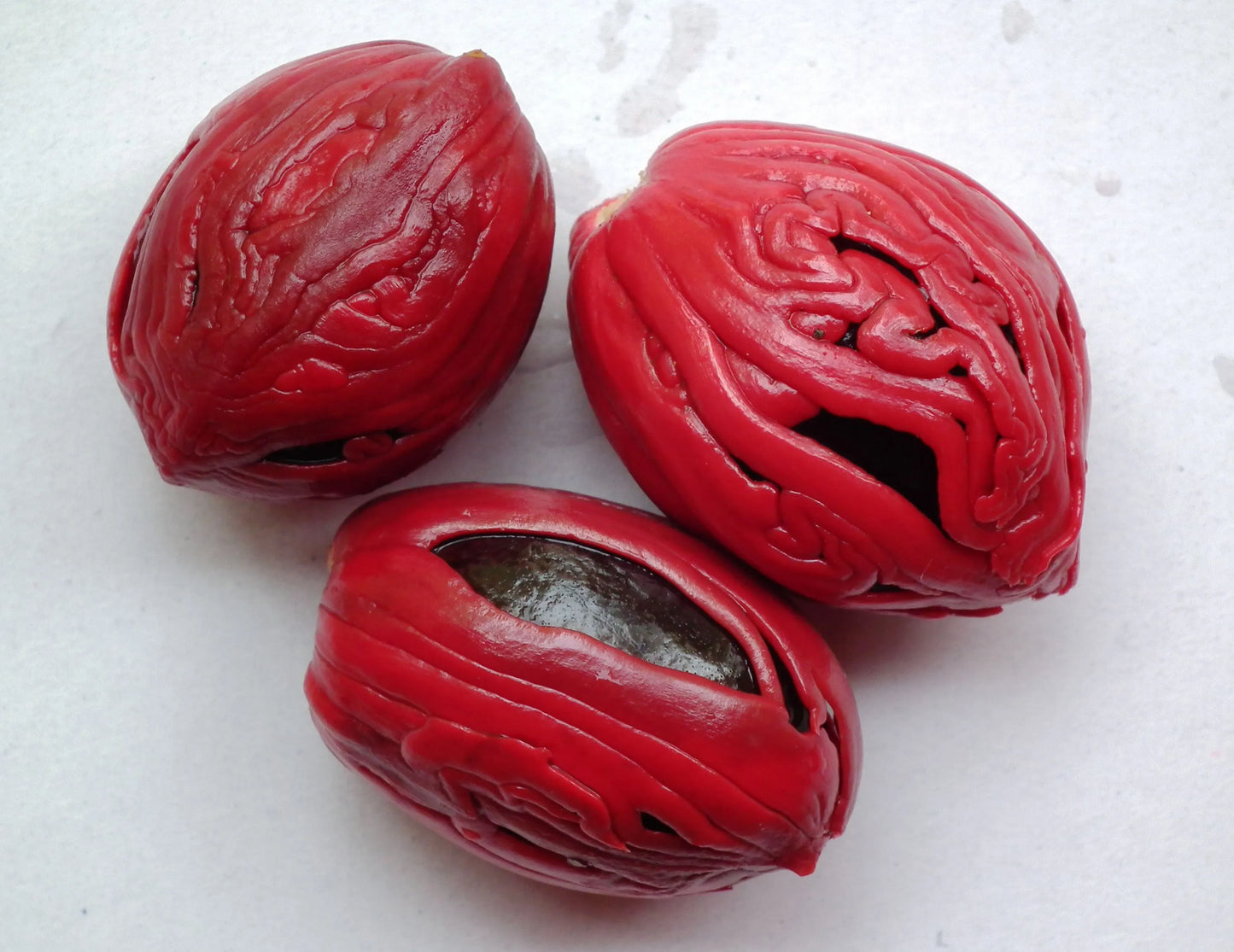 Nutmeg Oil 1L - Premium Myristica Fragrans Pure Essential Oil