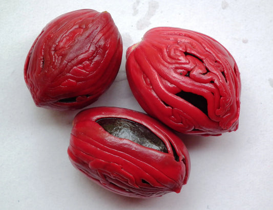 Nutmeg Oil 1L - Premium Myristica Fragrans Pure Essential Oil