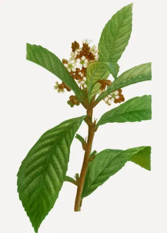 Nutmeg Plants 30cm | Myristica Fragrans | Blueberry Botanicals