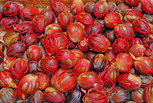 Nutmeg Plants 30cm | Myristica Fragrans | Blueberry Botanicals