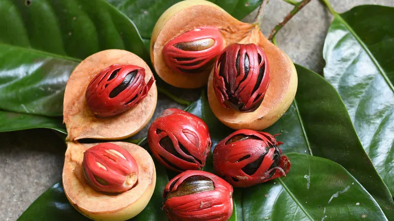 Nutmeg Plants 30cm | Myristica Fragrans | Blueberry Botanicals