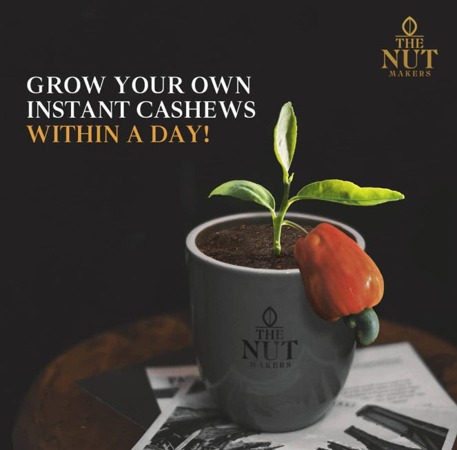 Oil Roasted Salted Cashews 80g Kerala Premium - Blueberry Botanicals