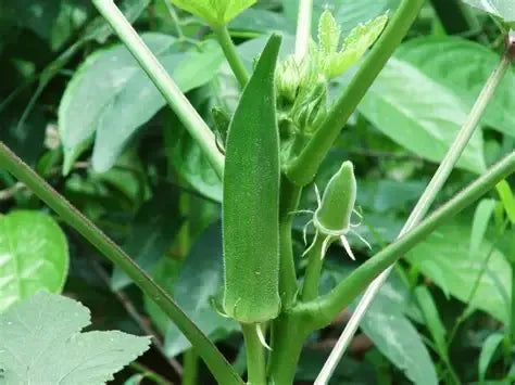 Okra Seeds Green 50pcs - Country Variety Warm Season- Blueberry Botanicals