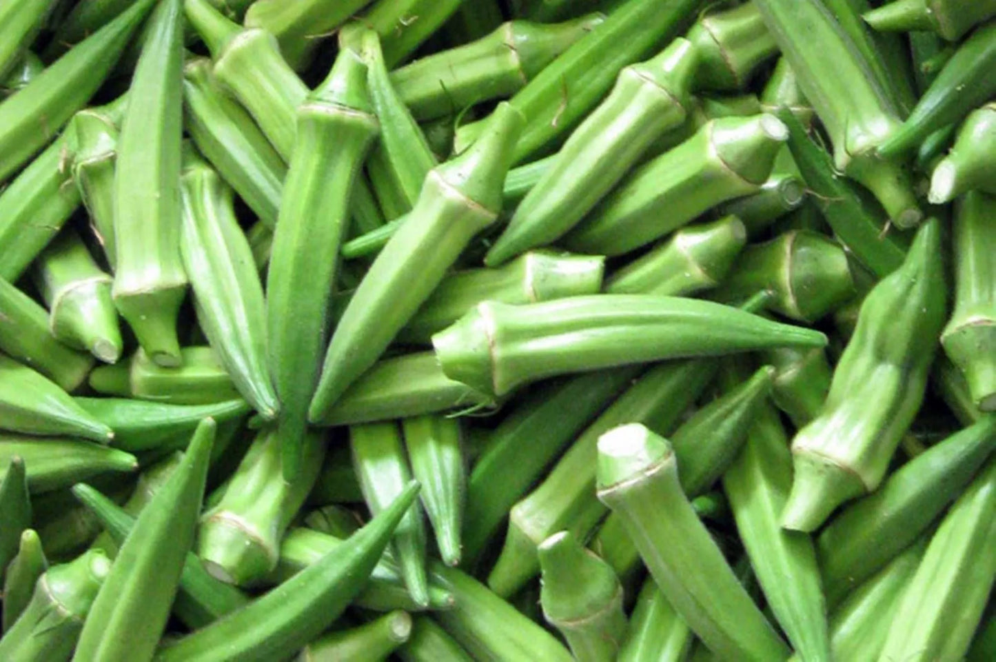 Okra Seeds Green 50pcs - Country Variety Warm Season- Blueberry Botanicals