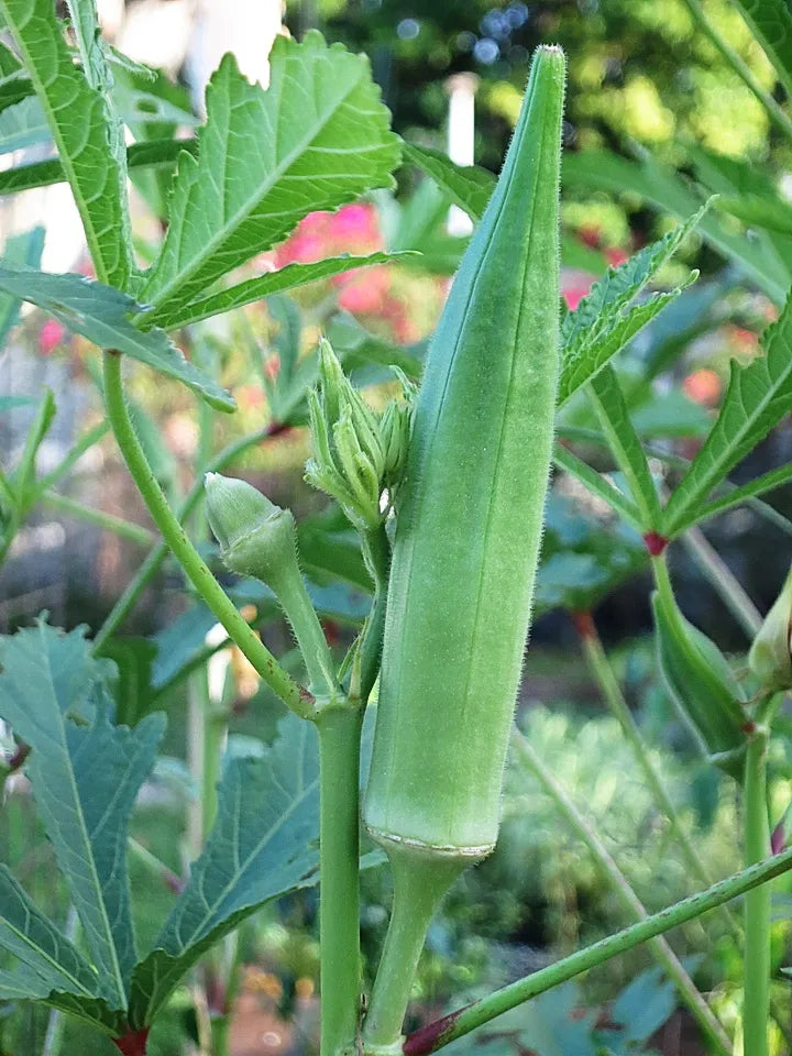 Okra Seeds Green 50pcs - Country Variety Warm Season- Blueberry Botanicals