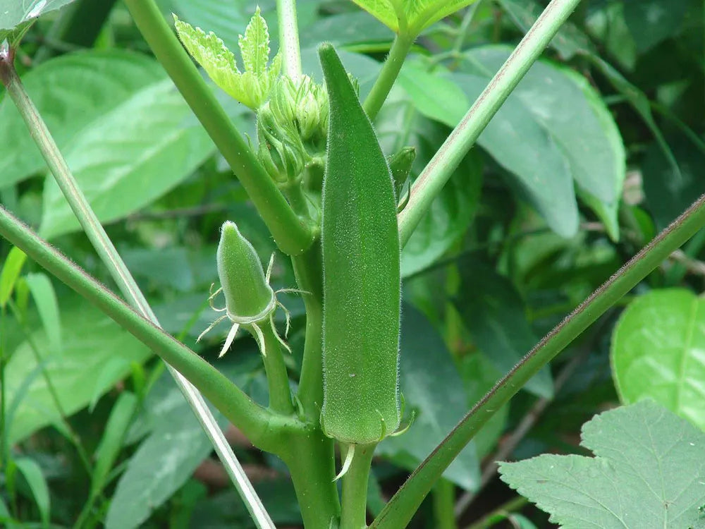 Okra Seeds Green 50pcs - Country Variety Warm Season- Blueberry Botanicals