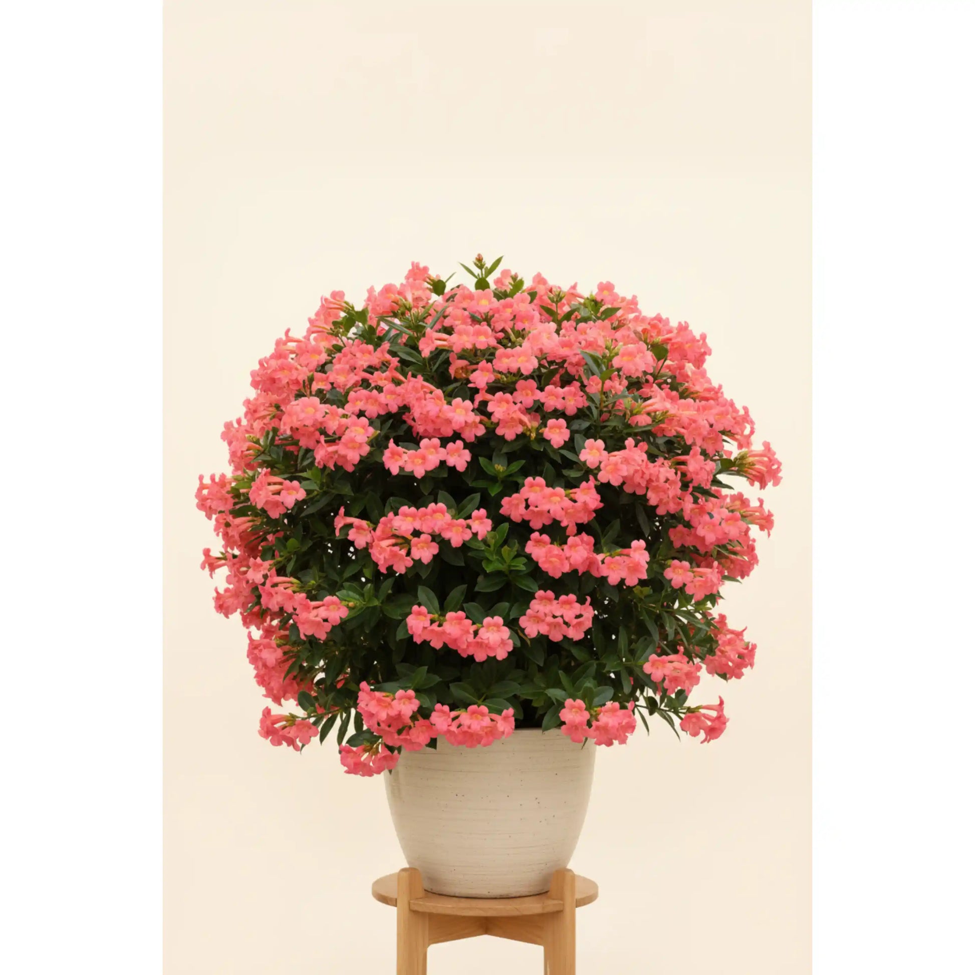 panama-rose-big-plant-rondeletia-tropical-flowering-shrub