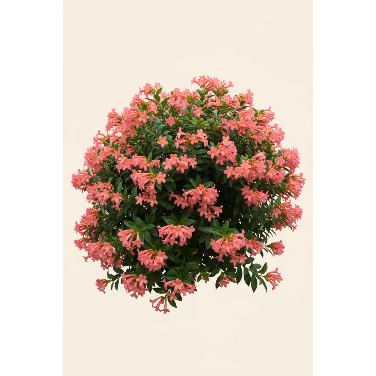 panama-rose-big-plant-rondeletia-tropical-flowering-shrub