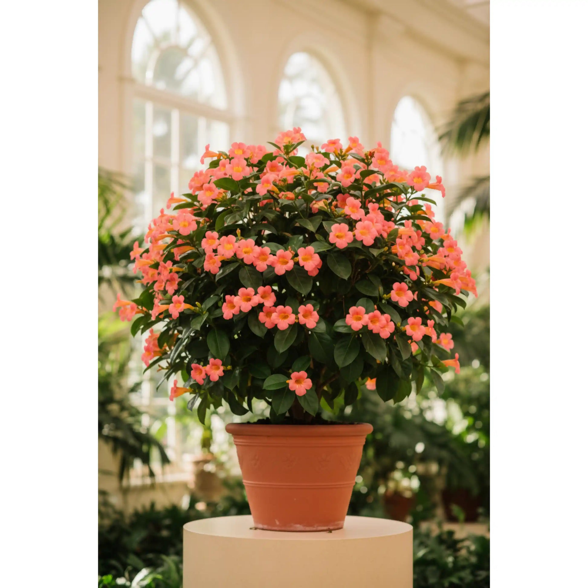panama-rose-big-plant-rondeletia-tropical-flowering-shrub