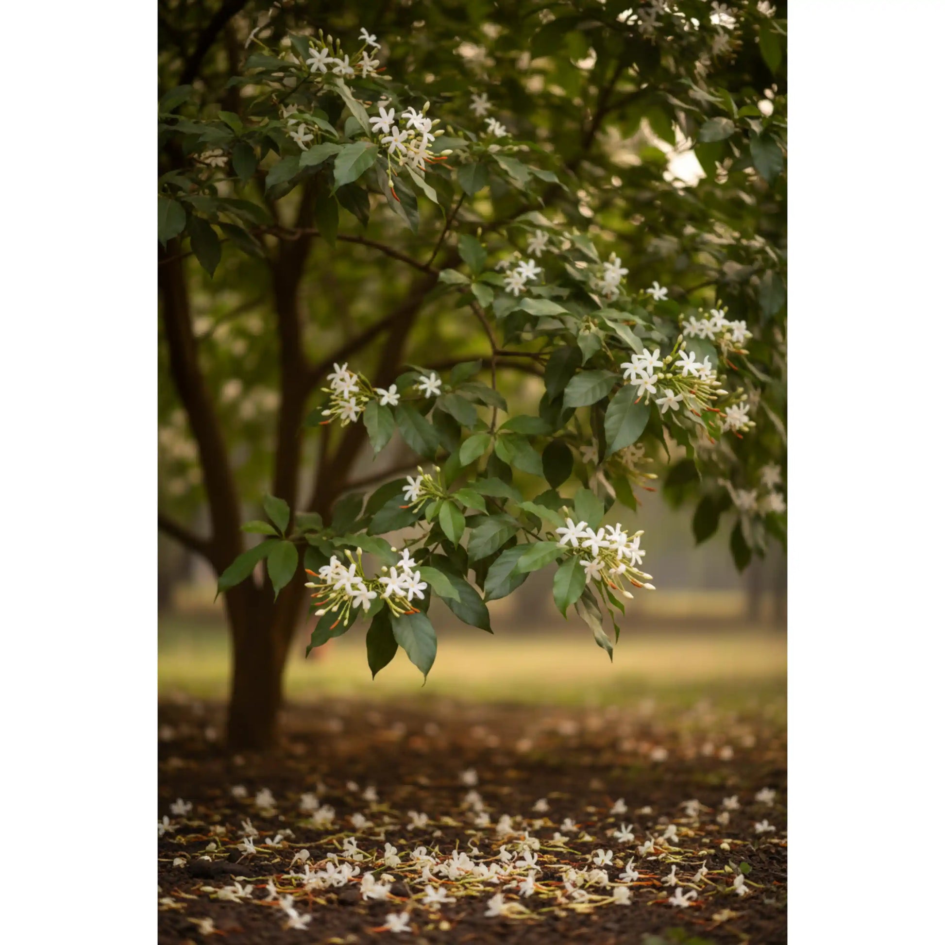 parijatham-plant-nyctanthes-arbor-tristis-night-jasmine-flowering-tree