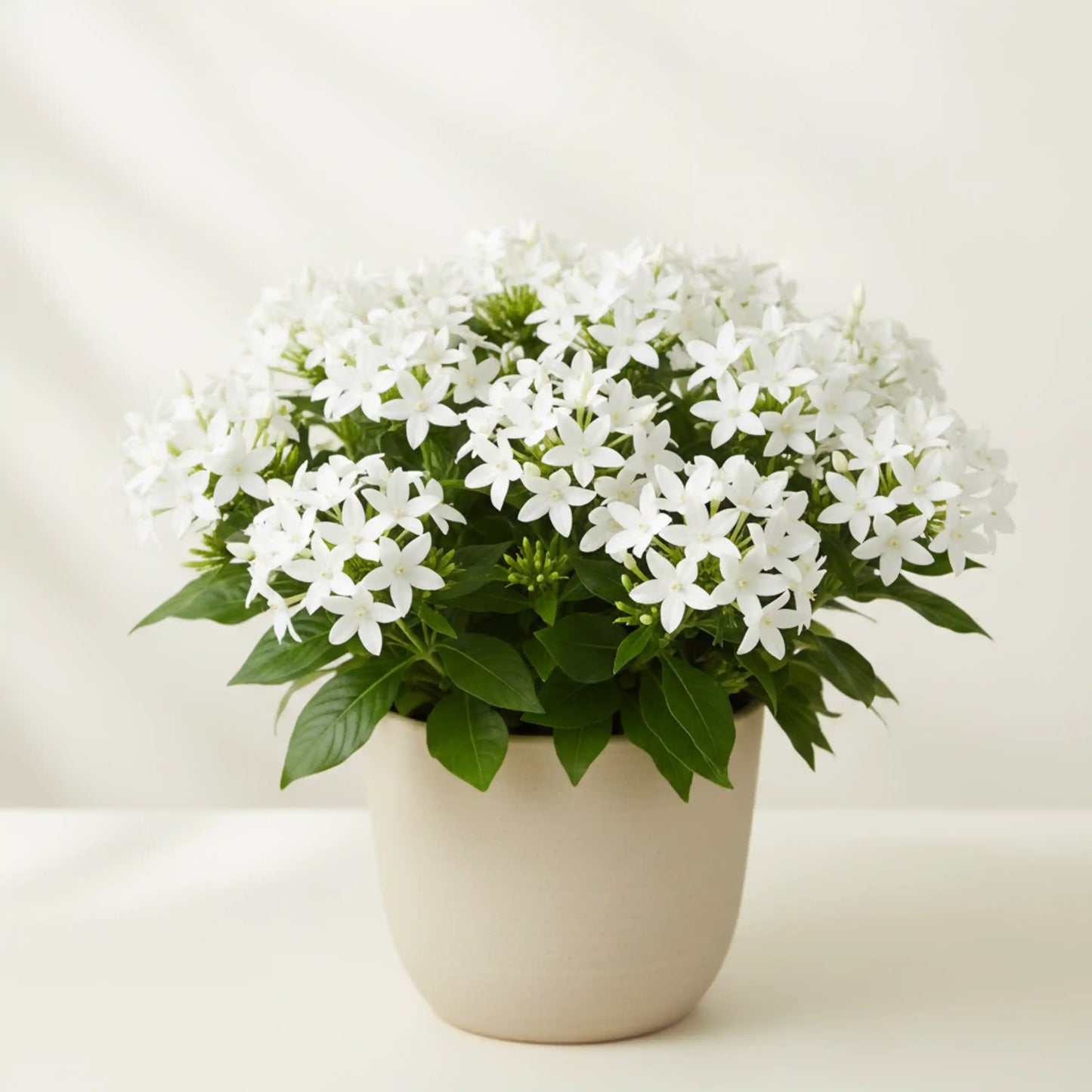 pentas-white-plant-pentas-lanceolata-white-star-flower
