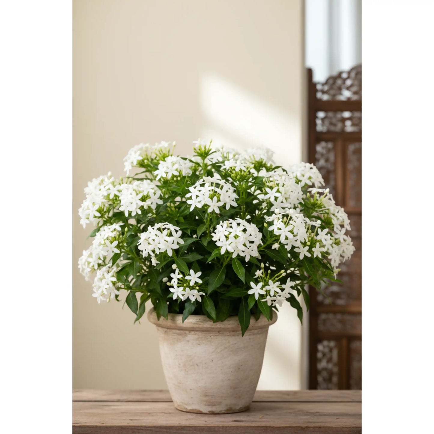 pentas-white-plant-pentas-lanceolata-white-star-flower
