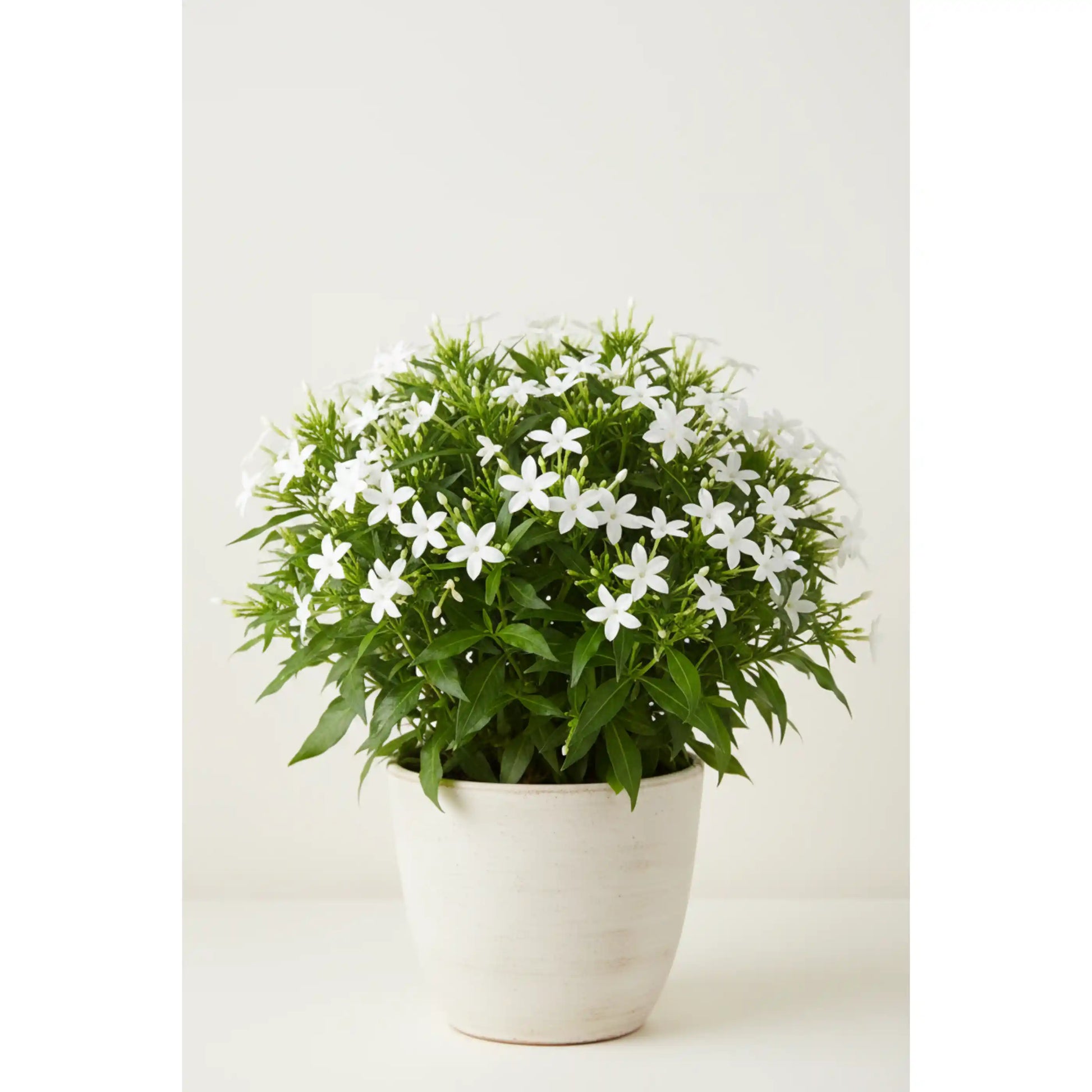 pentas-white-plant-pentas-lanceolata-white-star-flower