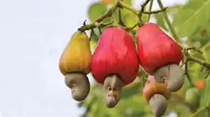 Plain Simple Cashews 80g Kerala Premium Natural - Blueberry Botanicals