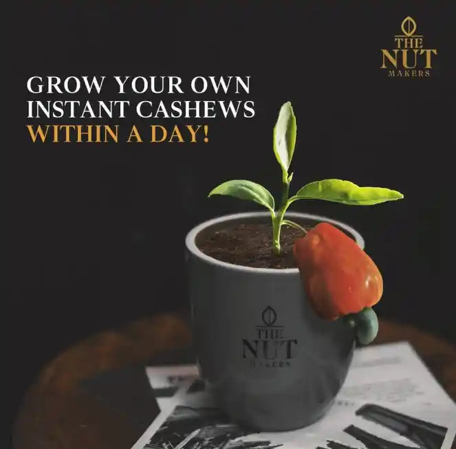 Plain W180 Cashew Nuts - Kerala Premium Grade - 1KG