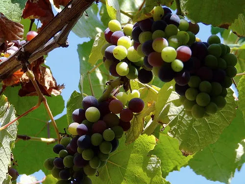 Premium Black Grapes Plants 30cm Saplings-Blueberry Botanicals