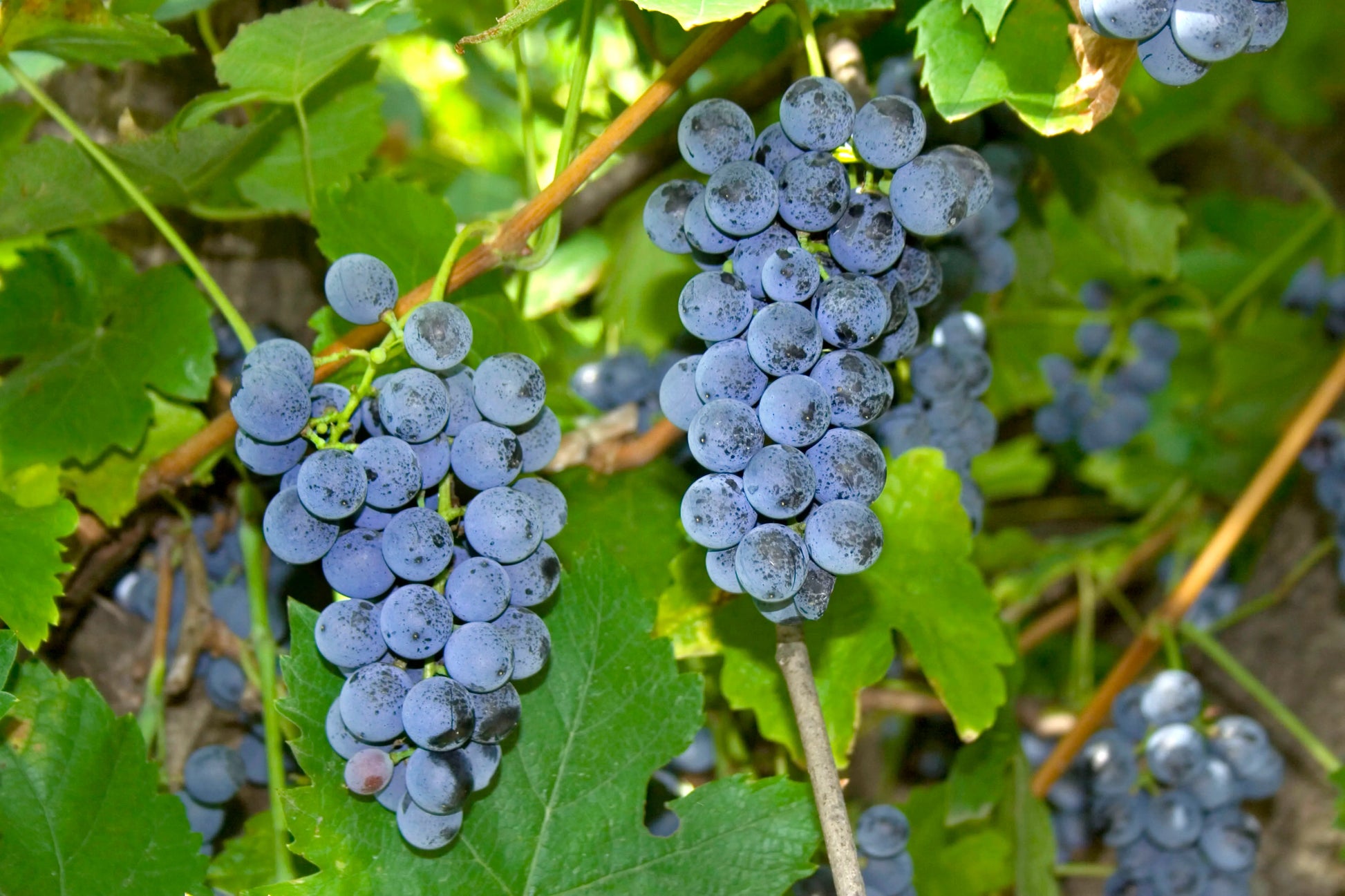 Premium Black Grapes Plants 30cm Saplings-Blueberry Botanicals