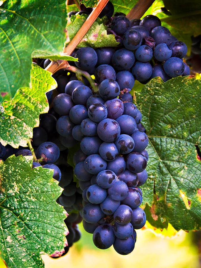 Premium Black Grapes Plants 30cm Saplings-Blueberry Botanicals