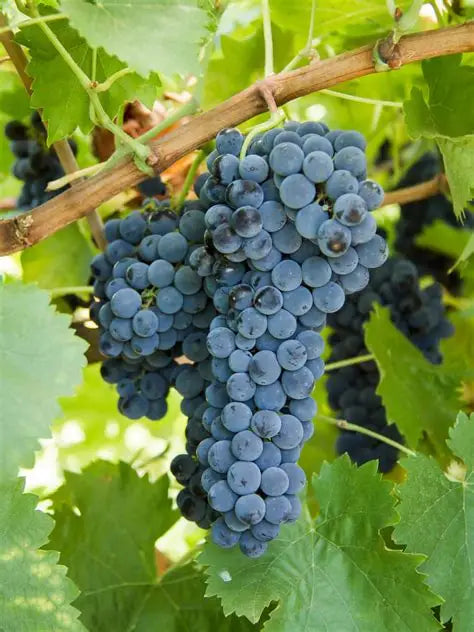 Premium Black Grapes Plants 30cm Saplings-Blueberry Botanicals