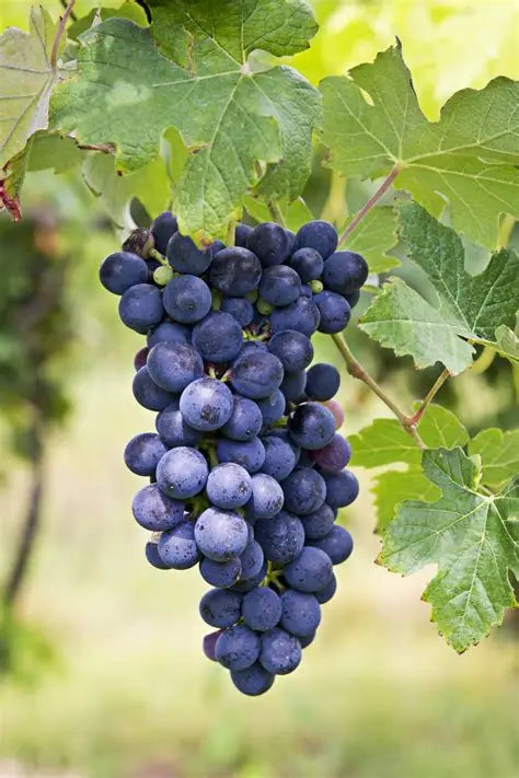 Premium Black Grapes Plants 30cm Saplings-Blueberry Botanicals