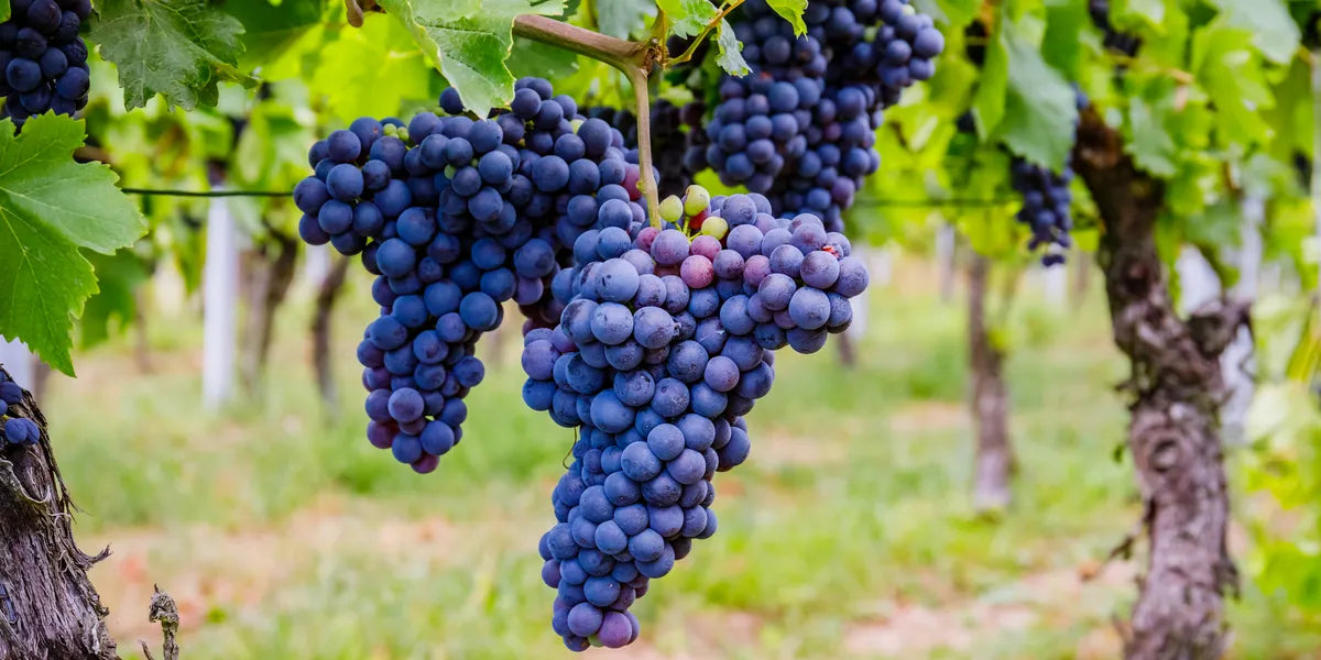 Premium Black Grapes Plants 30cm Saplings-Blueberry Botanicals