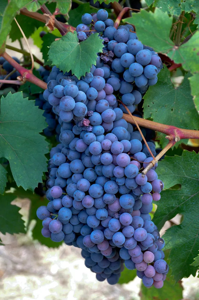 Premium Black Grapes Plants 30cm Saplings-Blueberry Botanicals