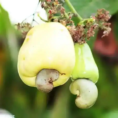 Premium Plain W240 Cashews - 1KG