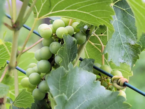 Premium Green Grapes Plants 30cm Saplings-Blueberry Botanicals